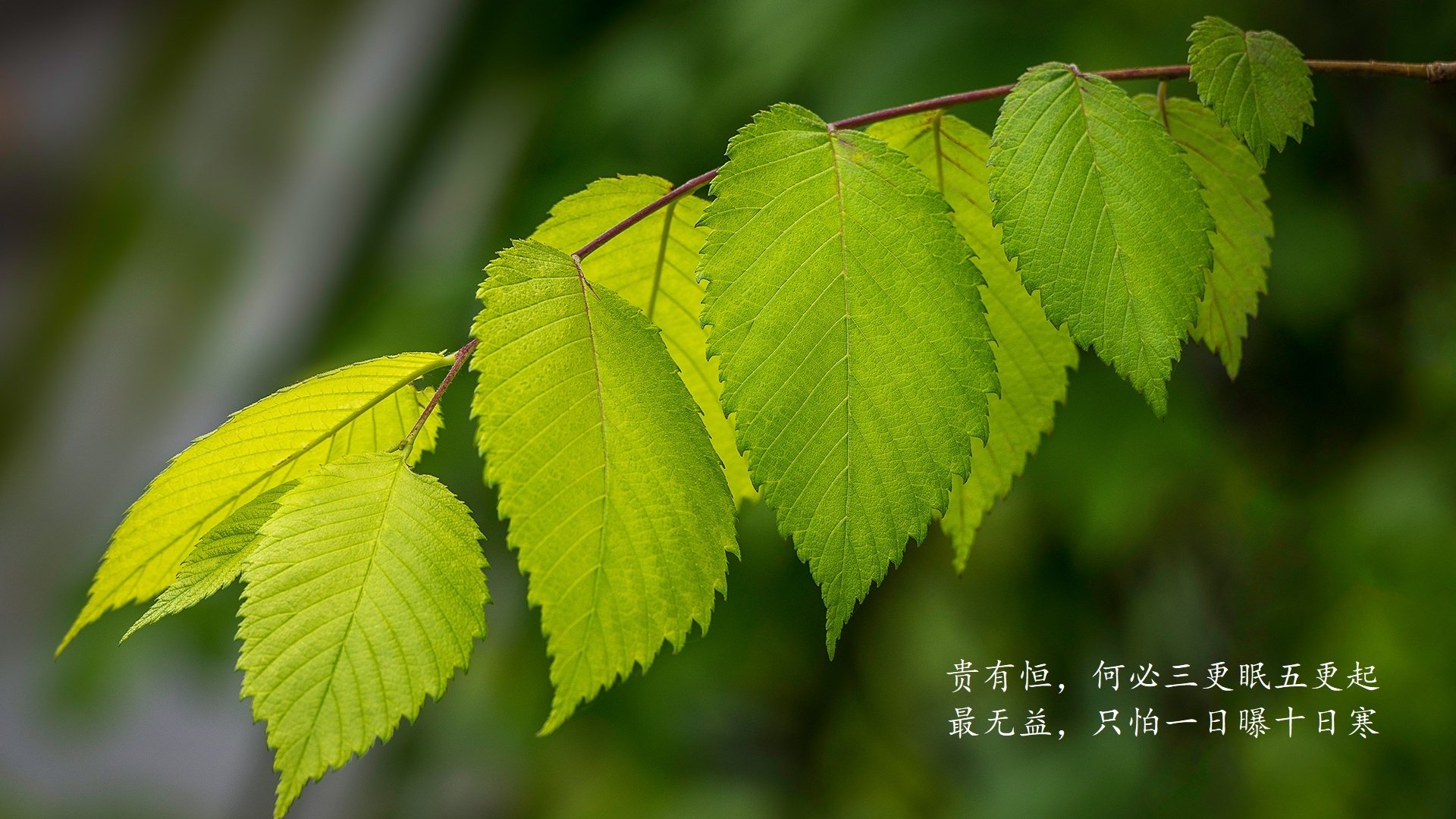 im体育电脑版-青少年“全面发展”体育文化项目在哈尔滨全面推广，普及多项运动